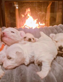 Malteser Welpen Reinrassig - Ober-Ramstadt