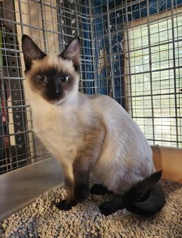 Kal; süßer Siam-Jungkater - Geilenkirchen