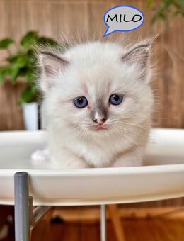 Ragdoll-Kätzchen suchen ihr Für-Immer-Zuhause 🐾 - Rottenacker