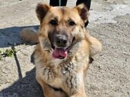 BUCK - großer Hund mit großem Herzen - Kempen