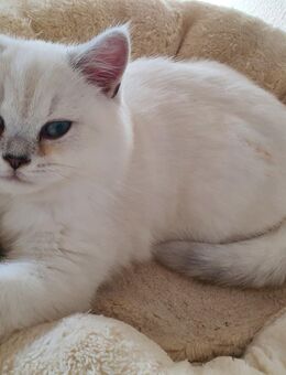 Reinrassige BKH Kitten mit blauen Augen - Limbach (Landkreis Westerwaldkreis)