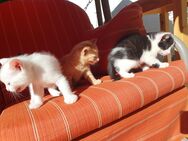 1 Kater (weiß) & 1 Mietze (sw) Freigänger, suchen ein neues Zuhause - Dresden