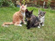 1 süßes Kitten - Kätzchen - Rietberg Zentrum