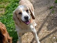 Geben Sie Senior Boston eine Chance? - Neuss