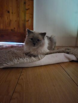 Kater sucht kuschel Platz - Erftstadt