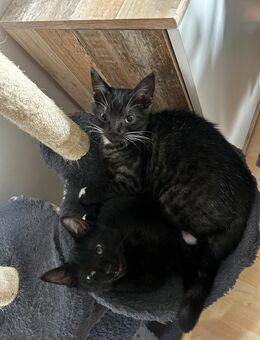 Katzen abzugeben - Warendorf