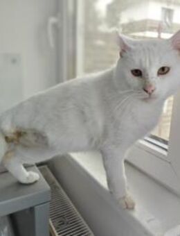 Hübscher, tapferer Kater Cole - Karlsruhe