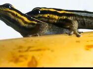 1,1 Streifenzwergtaggecko ( Lygodactylus Kimhowelli) - Marktredwitz