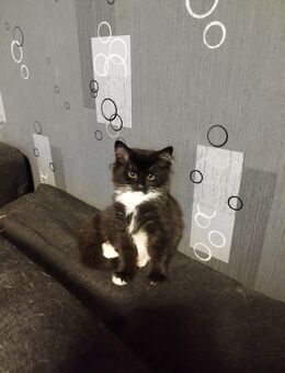 Main Coon Mix Kitten 11 Wochen jung - Düren
