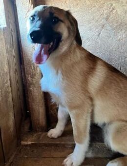 ✨Junghündin Aspen - süßes Mädchen ✨ - Eislingen (Fils)