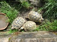 Griechische Landschildkröten - Nehren (Baden-Württemberg)