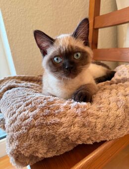 Babykatze Siamkatze abzugeben - Hamburg Hamburg-Nord