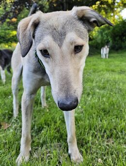 Agile Schmusebacke Ylli sucht Familie - Leonberg (Baden-Württemberg)