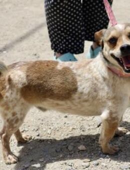 Sinatra, freundlich, offen, lernwillig - Westerholt