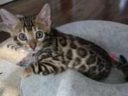 Bengal Kitten / Bengalkitten - Duisburg