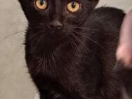 Ethel, ca. 3,5 Monate, Familie gesucht.. - Grimburg