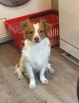 🐾 Lieber Rüde Milo sucht neues Zuhause 🐾 - Lübeck