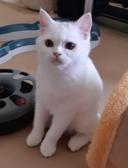 Reinrassige Bkh Kitten, geimpft, weiß und blue tortie - Siegen (Universitätsstadt) Geisweid