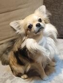 Langhaar Chihuahua Deckrüde! in 84130