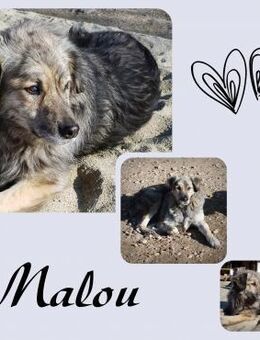 Malou - Köln