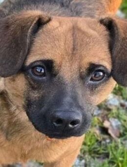 HARRY möchte die Welt erkunden - Gefrees