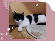 Katze Eleni ist bereit für Deine Welt - Lalendorf