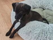 Teddy - Pforzheim