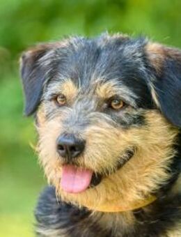 Etien ❤️ Schutzgebühr 500 Euro - Burgsinn