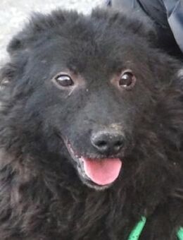 Wer gibt BLACKY 3 ein Zuhause - Gefrees