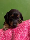 Jack-Russel Dackel Welpen in 59757