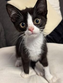 Süße Babykatzen suchen neues Zuhause - Oyten