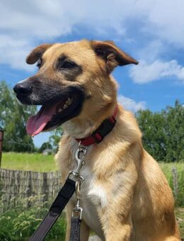 Emil Ein kleiner Charakterkopf - Salzwedel (Hansestadt) Zentrum