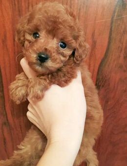 Süsse Toy Pudel Welpen - Bramsche