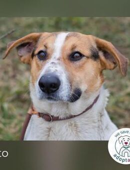 Toto: Ein Herz auf vier Pfoten - Kirchzell