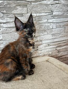 Rein rassige Maine Coon - Stuttgart