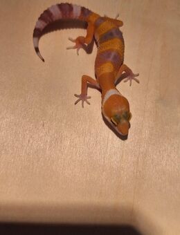 Hübsche Patternless/Tremper Leopardgecko NZ25 - Langenfeld (Rheinland)