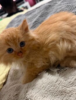 Maine Coon Kätzchen suchen ein Zuhause - Leipzig