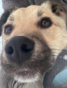 Yuki - ein sanfter Teddybär - Löwenberger Land