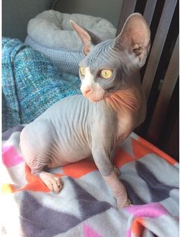 Weibliche Sphynx - Rimpar