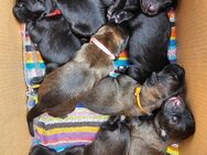 Neufundländer Leonberger Welpen - Boldekow
