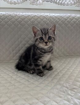 BKH whiskas noch zwei weiblichen - Essen
