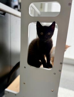 Kitten-Kater in liebevolle Hände abzugeben. 💛 - Lohmar