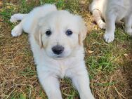 Golden Retriever Welpen - Kalefeld