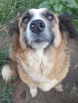 Tünde liebe zurauliche Mudi Mix Hündin - Remagen