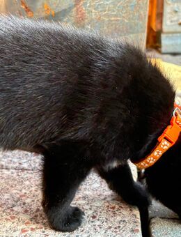 4. kleine süße Rüden suchen ein zu Hause - Loissin