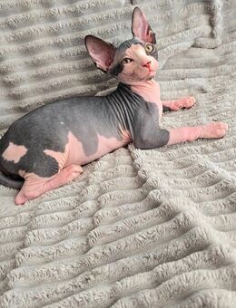 Zwei Kanadische Sphinx Jungen - Wolfenbüttel