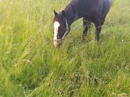 2 jähriger Hengst - Tiefenbach (Regierungsbezirk Oberpfalz)