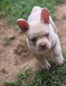 Französische Bulldoggen Welpen - Pulheim