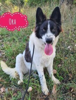 Ora eine sanfte wunderschöne Pracht - Flörsheim-Dalsheim