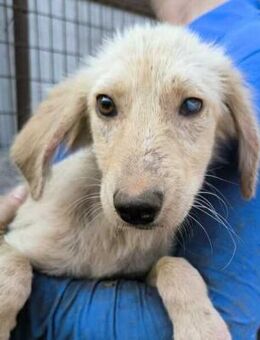 ANNABELLE ~goldenretrieverfarbenes Mädel - Duisburg